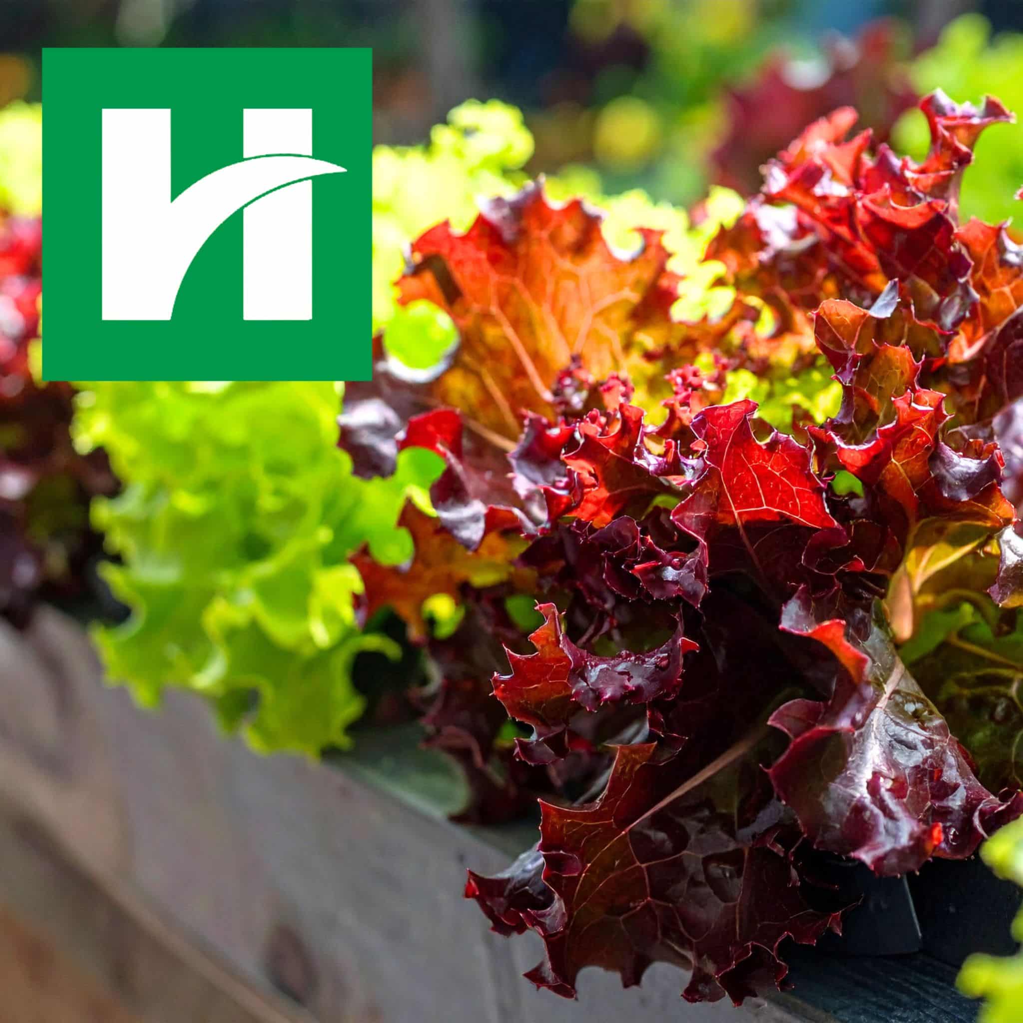 Close-up of red and green lettuce growing in a garden bed, with the Hendricks Regional Health logo in the upper left corner.